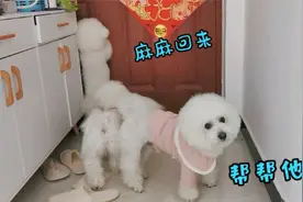 测试：假装丢下狗狗离开，狗狗的反应真是太让人心疼了视频封面