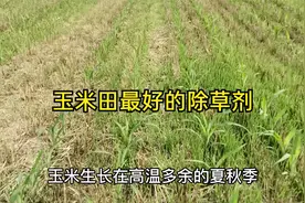 这几个玉米田除草效果最好的除草剂，除草干净彻底对玉米又安全