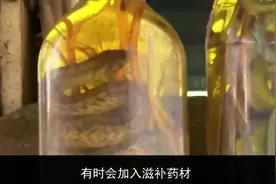 蛇在酒里能多年不死，是因为蛇酒真有疗效？饭不乱吃酒也别乱泡视频封面