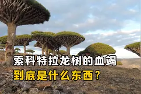 索科特拉岛的龙血树，为什么可以产生麒麟竭？这到底是什么东西？视频封面