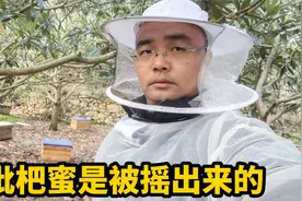 探访苏州东山特产枇杷蜜，间隔15天才能摇一次蜜，真正的稀有原蜜视频封面