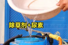 玉米除草剂已普及，为啥农户打除草剂时还加尿素？看完你就明白了视频封面