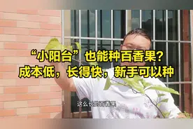 盆栽百香果“新方法”？小阳台能种，成本低，长得快，新手最适合视频封面