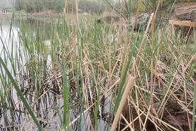 农村水边杂草“水蜡烛”，聪明人已经拿它赚到第一桶金，价值多