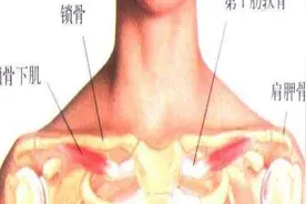 功能解剖：十六、锁骨下肌视频封面