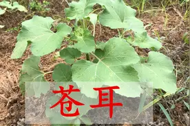 植物苍耳叶是个“宝”，叶子捣碎价值高，今天分享3个厉害妙用视频封面