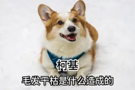 柯基毛发粗糙是什么原因？