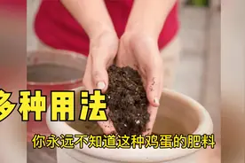 鸡蛋养花是个宝，详细讲解使用鸡蛋做植物肥料的五种简单方法视频封面