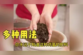 鸡蛋养花是个宝，详细讲解使用鸡蛋做植物肥料的五种简单方法视频封面