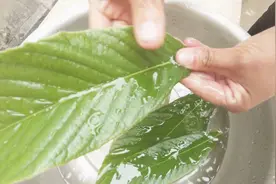 咳嗽痰多老不好？不妨试试用这种叶子煲水喝，家里的老人都知道！视频封面