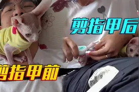去女朋友家给无毛猫剪指甲，没想到第一次剪指甲居然这么乖！