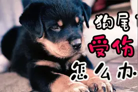 狗狗尾巴受伤了怎么办？视频封面