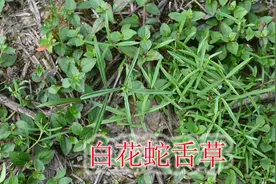 中草药植物“白花蛇舌草”，野生稀缺晒1斤干，不知道要找多久视频封面
