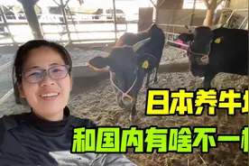 日本客户买座山建个养牛场，我顺道去参观：这是钞票堆出来的吧！视频封面