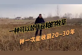 多年生高蛋白牧草，蛋白桑营养好，养牛羊和家禽，种一次收割多年