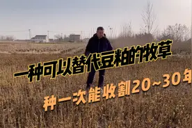 多年生高蛋白牧草，蛋白桑营养好，养牛羊和家禽，种一次收割多年视频封面