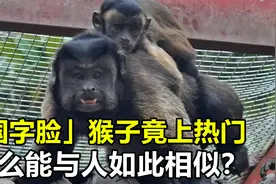 绍兴“国字脸”猴子竟上热门，它成熟稳重络腮胡，究竟是咋回事？视频封面