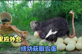 二狗子实在是太聪明了，利用这招成功的骗过了鸵鸟，一般人想不到视频封面