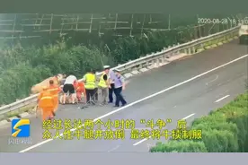 惊险！初生牛犊大闹青新高速，众人合力高速“斗牛” 俩小时视频封面