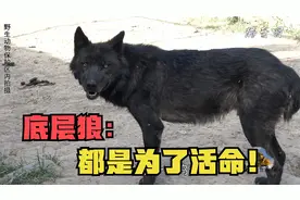 底层狼如何逆袭？壮着胆子抢食不认怂，吃到食物又夹着尾巴逃跑视频封面