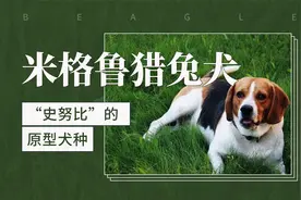 “史努比”的原型犬种——米格鲁猎兔犬视频封面