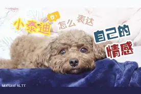 狗狗们都是怎么表达情感的？近距离观察一下受了委屈的泰迪