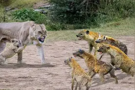 鬣狗向猎豹发起攻击，小豹子吓得瑟瑟发抖，母豹子愤怒的击退鬣狗视频封面