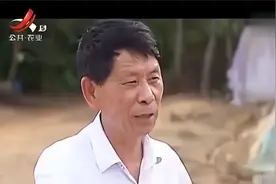 头部有灰色毛的鹅是三花鹅 室友皖西白鹅和太祖白鹅杂交的