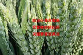 预防小麦赤霉病，究竟在什么时间打药好，关键要看这两点视频封面