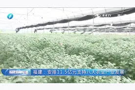 福建支持八大农业产业发展，11.5亿元安排上了视频封面
