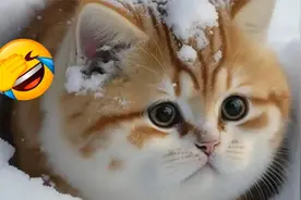 猫咪叫声合集，你家猫咪属于哪一种呢？