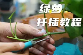 绿萝还用买？园艺师教你扦插绿萝，这可能是最全面的绿萝繁殖教程视频封面