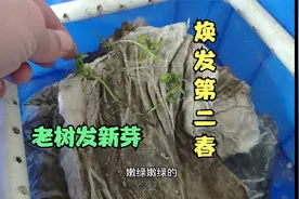 蜈蚣草生命力真顽强，抗过零下十几度的冬天，春天又发出新的嫩芽视频封面