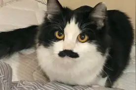 你有没有见过长得像卓别林的猫？网友惊呼：简直一模一样视频封面