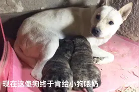 母狗太爱玩耍，把20天大的田园犬虎斑奶狗饿得嗷嗷叫，看着可心疼视频封面