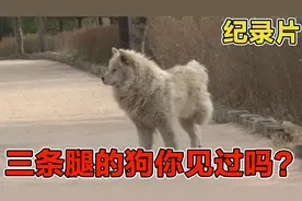 纪录片：公园出现三条腿的狗，它的身上究竟发生了什么？视频封面