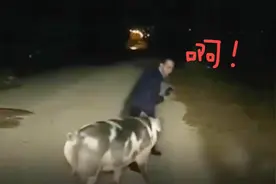 节目被猪打断？希腊记者连线时被一头猪追着跑 女主持捂嘴憋笑视频封面