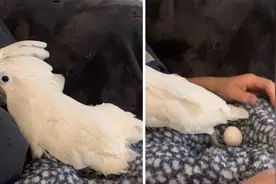 美国一只凤头鹦鹉亲昵地靠在主人怀里下蛋 亲密关系令人印象深刻视频封面