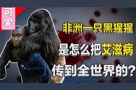 艾滋病的起源，一只黑猩猩如何造成一场全球大流行视频封面
