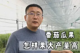 想要果大产量高，哪些农药更适合？农户使用时要细分清楚视频封面
