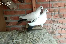 小伙市场捡漏这次碰到一对双胞胎鸽子，看得我心动了视频封面