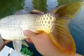 13米巨物竿测评，直接手拿没有竿架，4小时的坚守终于迎来目标鱼视频封面