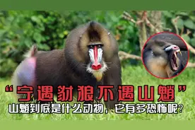 “宁遇豺狼不遇山魈”，山魈到底是什么动物，它有多恐怖呢？视频封面