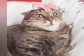 猫是真的不经吓的，还是别吓猫了，胆子太小了