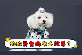 狗狗异食癖怎么改善