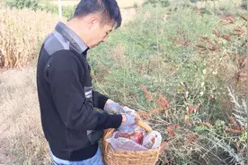 河北承德地区棉槐籽今年丰收，棉槐可以做风景树，种子又可以入药视频封面