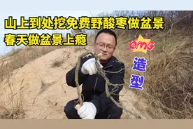 烟台山上挖颗野酸枣树做盆景，最难成活的酸枣树能够挑战成活吗？视频封面