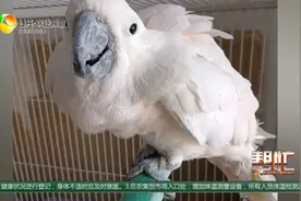 一万多元买“宠物”惹来麻烦被处罚视频封面