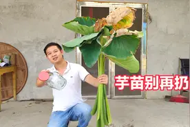 芋头苗别扔掉了，老一点的芋禾腌的酸菜更好吃，做法超级简单