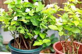 七月上旬给茉莉花换盆前，做好2停，服盆快